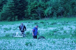 Les cueilleurs de Narcisse