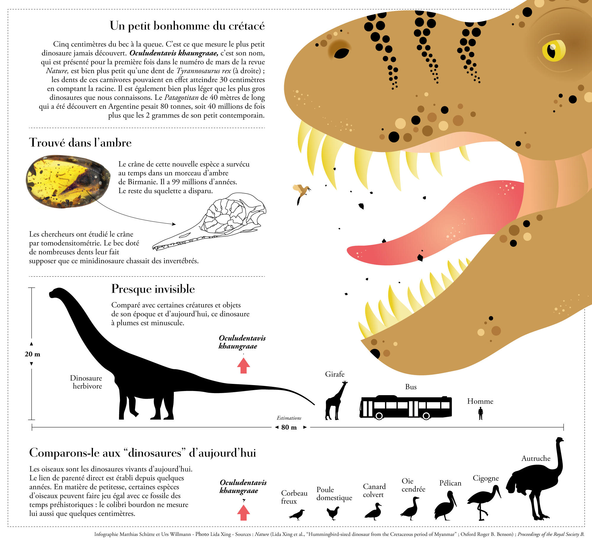 Frise Chronologique Des Dinosaures à Aujourd'hui [ Sciences ] Peut-être le plus petit dinosaure ? | IME DINAMO